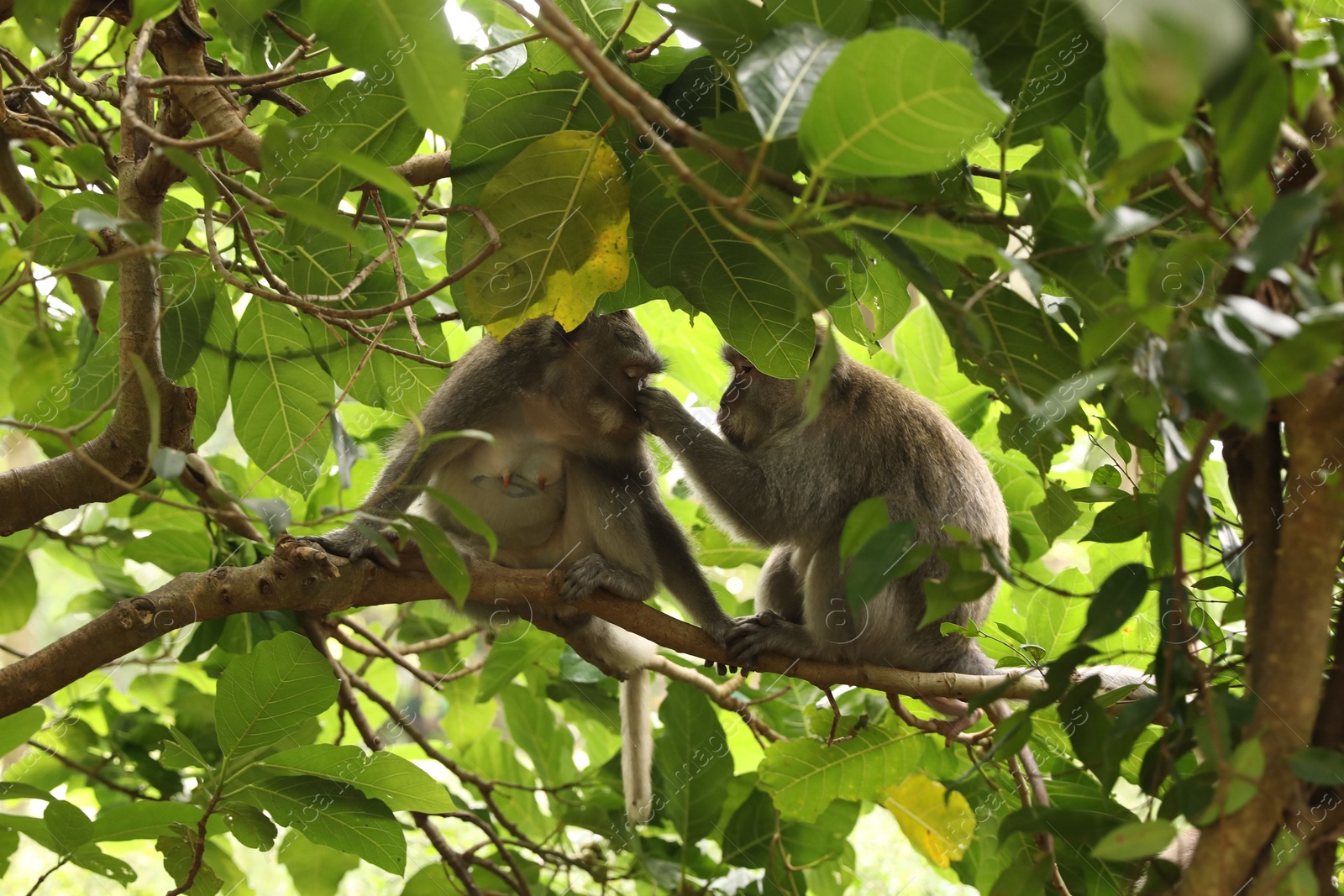 Cute monkeys on tree branch in forest Photo of Cute monkeys on tree branch in forest