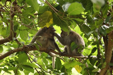 Photo of Cute monkeys on tree branch in forest