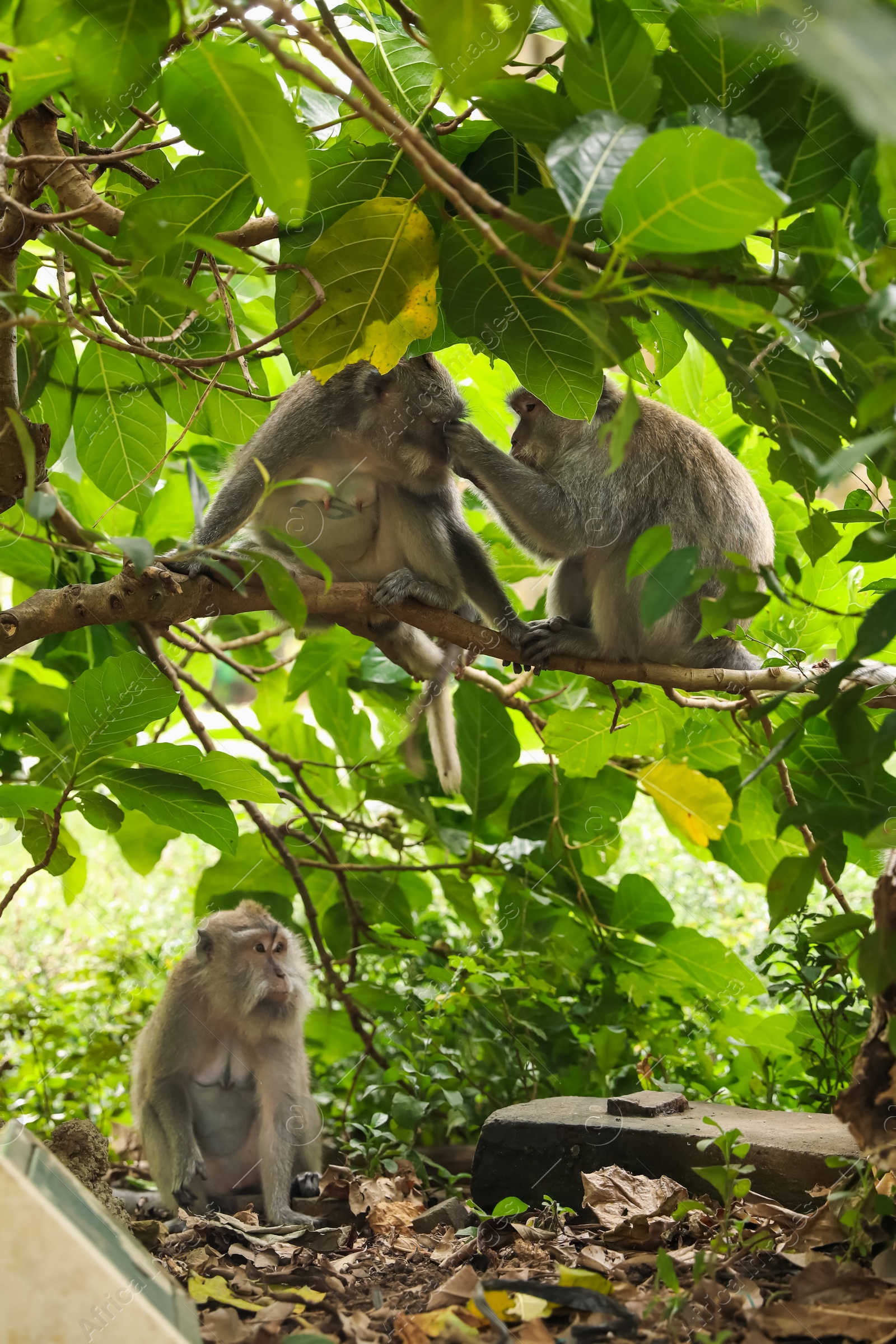 Cute monkeys on tree branch in forest Photo of Cute monkeys on tree branch in forest