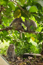 Photo of Cute monkeys on tree branch in forest
