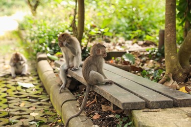 Photo of Cute monkeys sitting on wooden bench in park