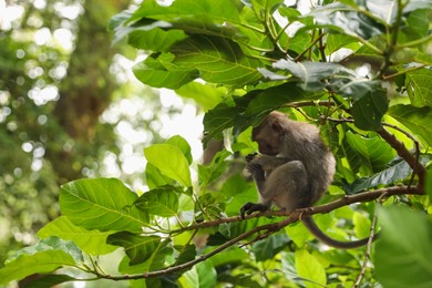 Photo of Cute monkey with food on tree branch in forest