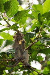 Photo of Cute monkey with food on tree branch in forest