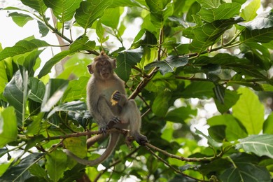 Photo of Cute monkey with food on tree branch in forest