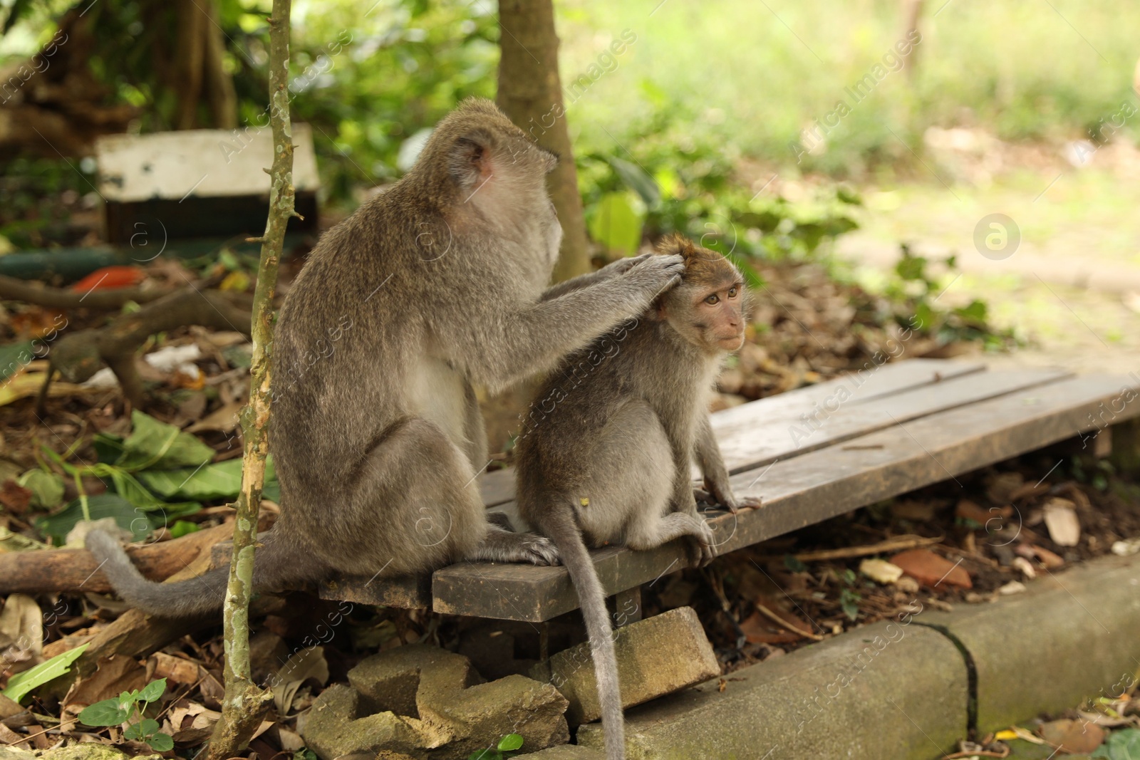 Photo of Cute monkeys sitting on wooden bench in park