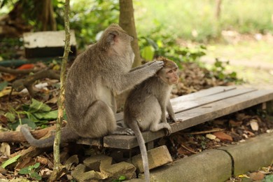 Photo of Cute monkeys sitting on wooden bench in park