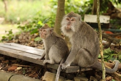 Photo of Cute monkeys sitting on wooden bench in park