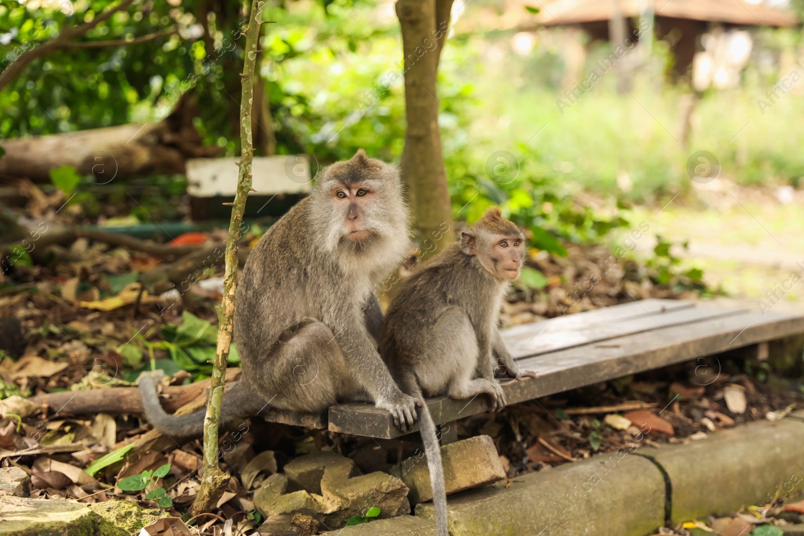 Cute monkeys sitting on wooden bench in park Photo of Cute monkeys sitting on wooden bench in park