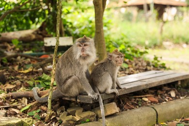 Photo of Cute monkeys sitting on wooden bench in park
