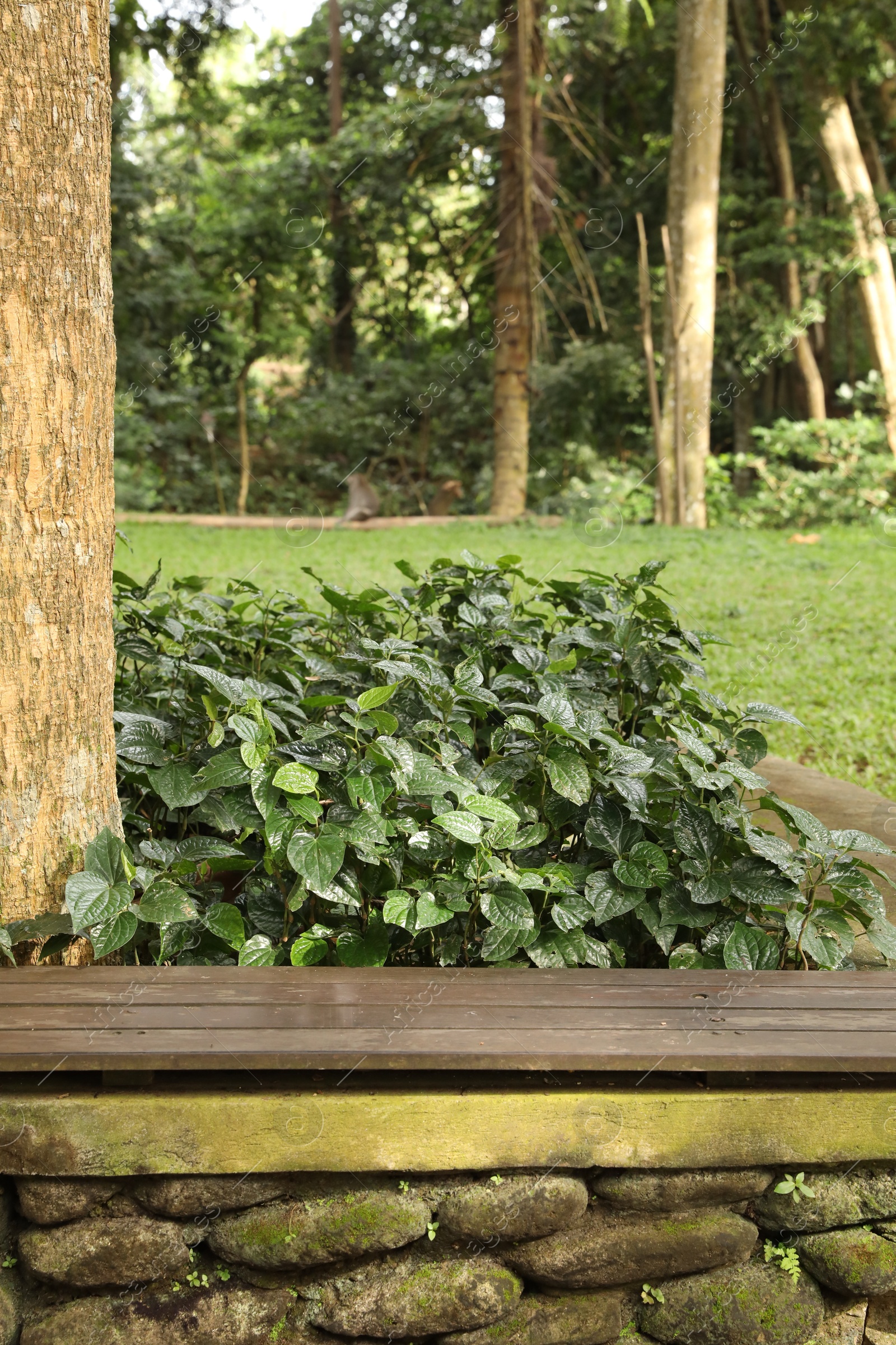 Wooden bench and green betel growing near tree in park Photo of Wooden bench and green betel growing near tree in park