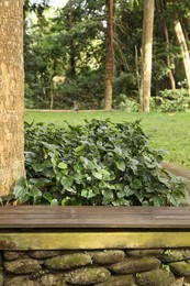 Photo of Wooden bench and green betel growing near tree in park