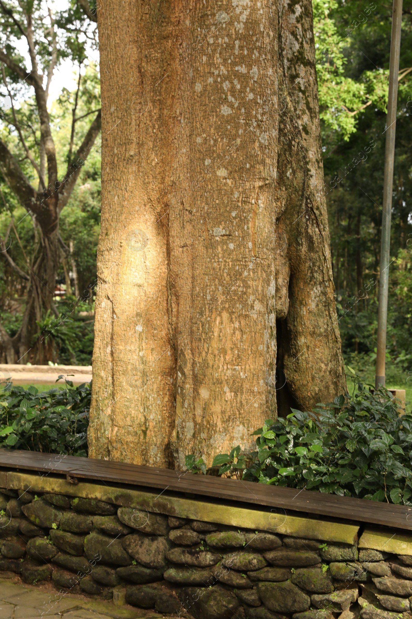 Wooden bench and green betel growing near tree in park Photo of Wooden bench and green betel growing near tree in park