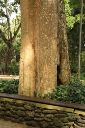 Photo of Wooden bench and green betel growing near tree in park