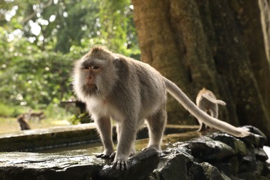 Photo of Cute monkeys on stone pool in park