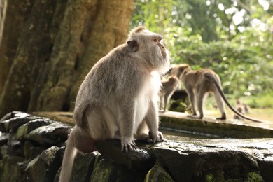 Photo of Cute monkeys on stone pool in park