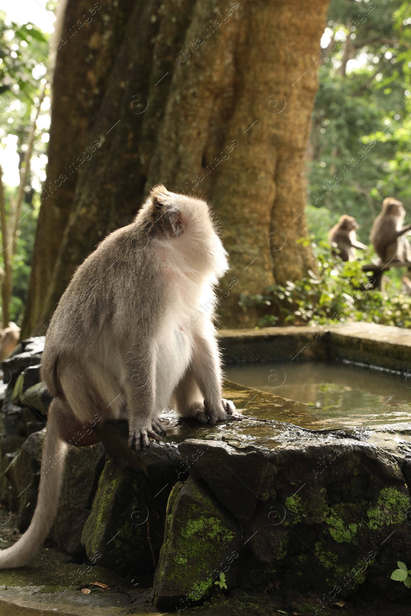Cute monkey on stone pool in park Photo of Cute monkey on stone pool in park