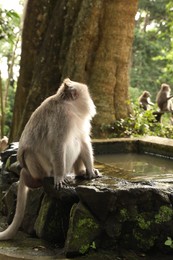Photo of Cute monkey on stone pool in park