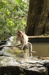 Photo of Cute monkey on stone pool in park