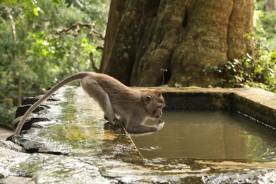 Photo of Cute monkey drinking water from stone pool in park