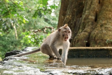 Photo of Cute monkey on stone pool in park