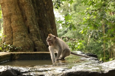Photo of Cute monkey on stone pool in park