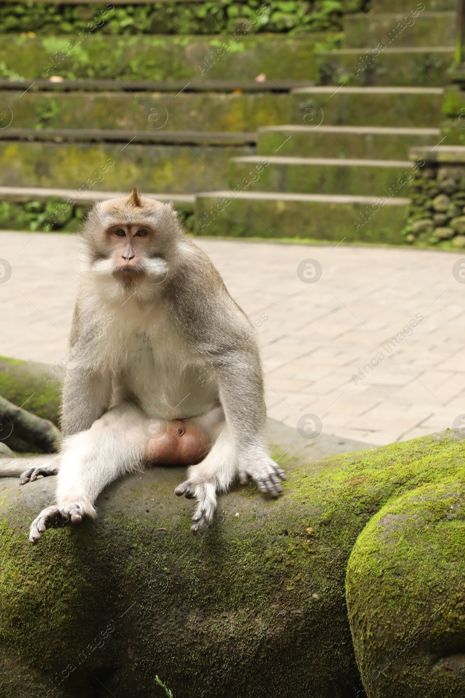 Cute monkey sitting on stone sculpture covered with moss in park Photo of Cute monkey sitting on stone sculpture covered with moss in park