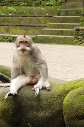 Photo of Cute monkey sitting on stone sculpture covered with moss in park