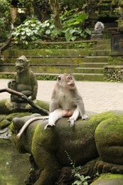 Photo of Cute monkey sitting on stone sculpture covered with moss in park