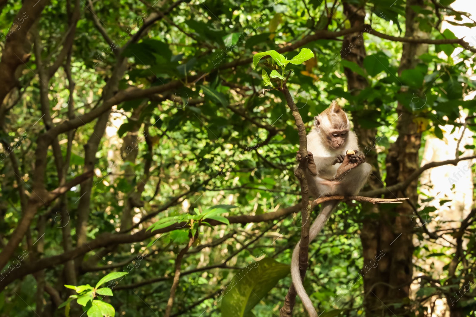 Cute monkey with food on tree branch in forest Photo of Cute monkey with food on tree branch in forest