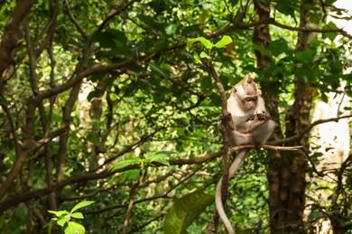 Photo of Cute monkey with food on tree branch in forest