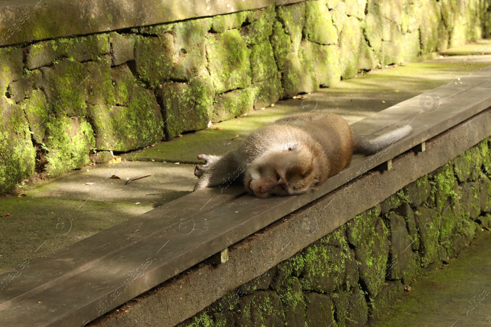 Cute monkey lying on wooden bench outdoors Photo of Cute monkey lying on wooden bench outdoors