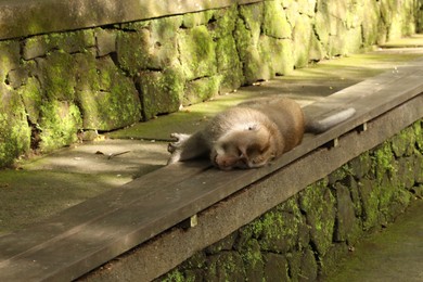 Photo of Cute monkey lying on wooden bench outdoors