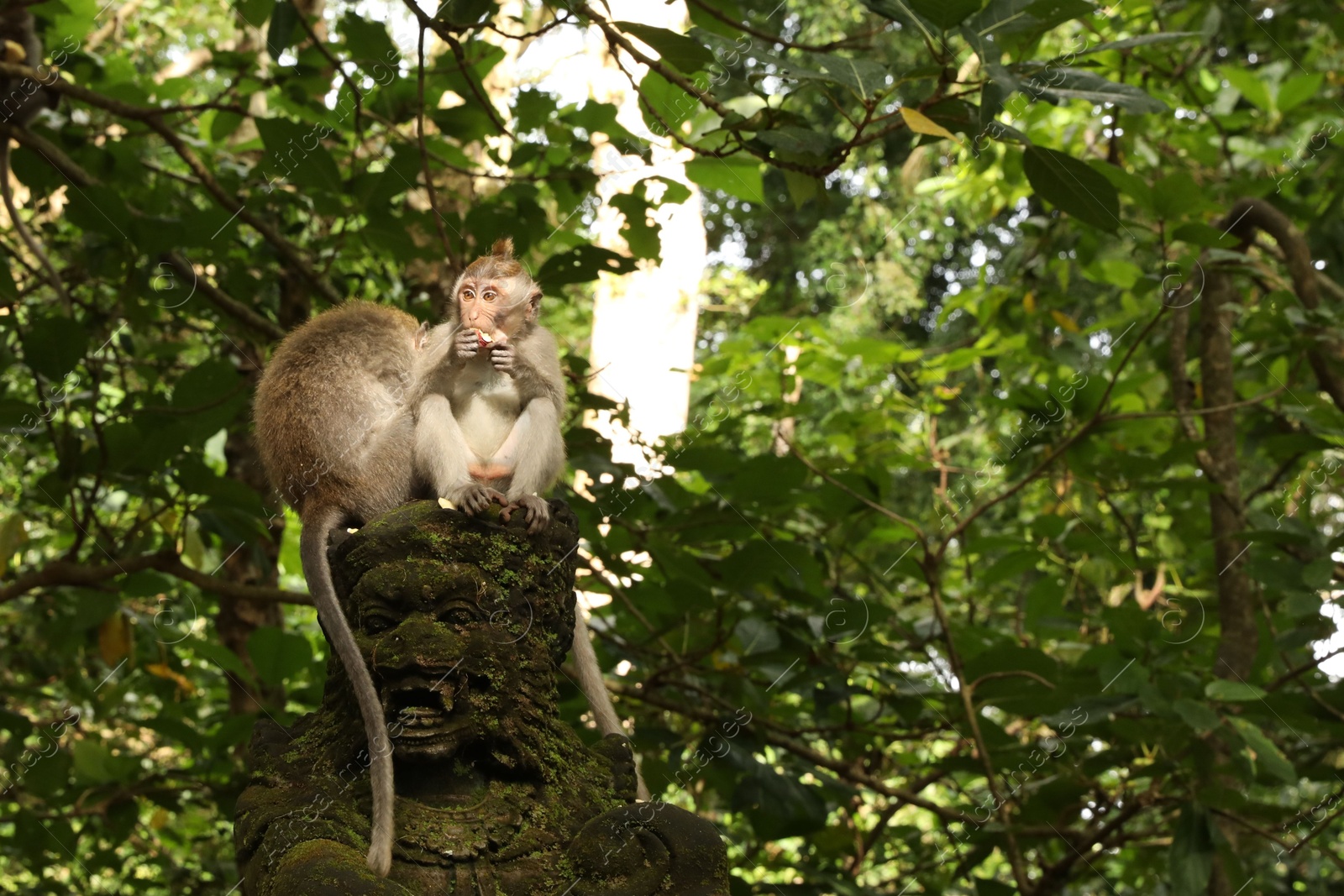 Cute monkeys on ancient sculpture in park Photo of Cute monkeys on ancient sculpture in park