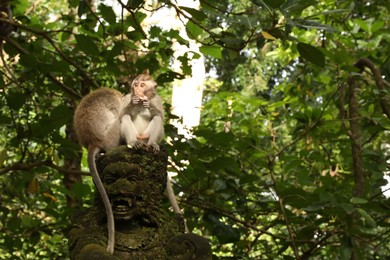 Photo of Cute monkeys on ancient sculpture in park