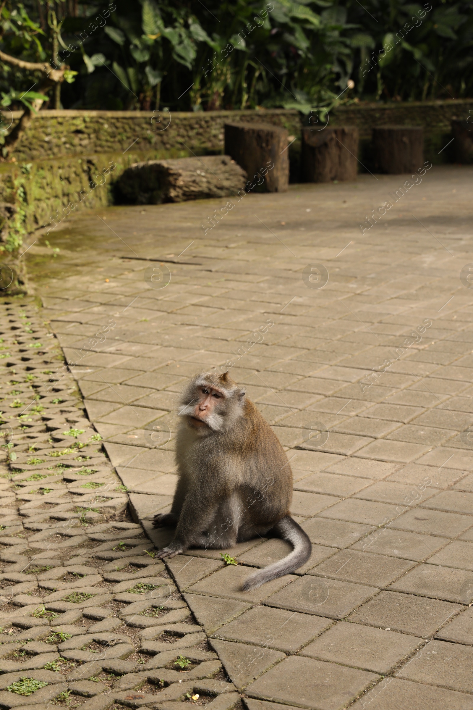 Cute monkey sitting on pavement in park Photo of Cute monkey sitting on pavement in park