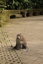 Photo of Cute monkey sitting on pavement in park