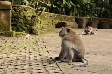 Photo of Cute monkeys on pavement in park, selective focus