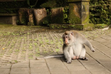 Photo of Cute monkey sitting on pavement in park