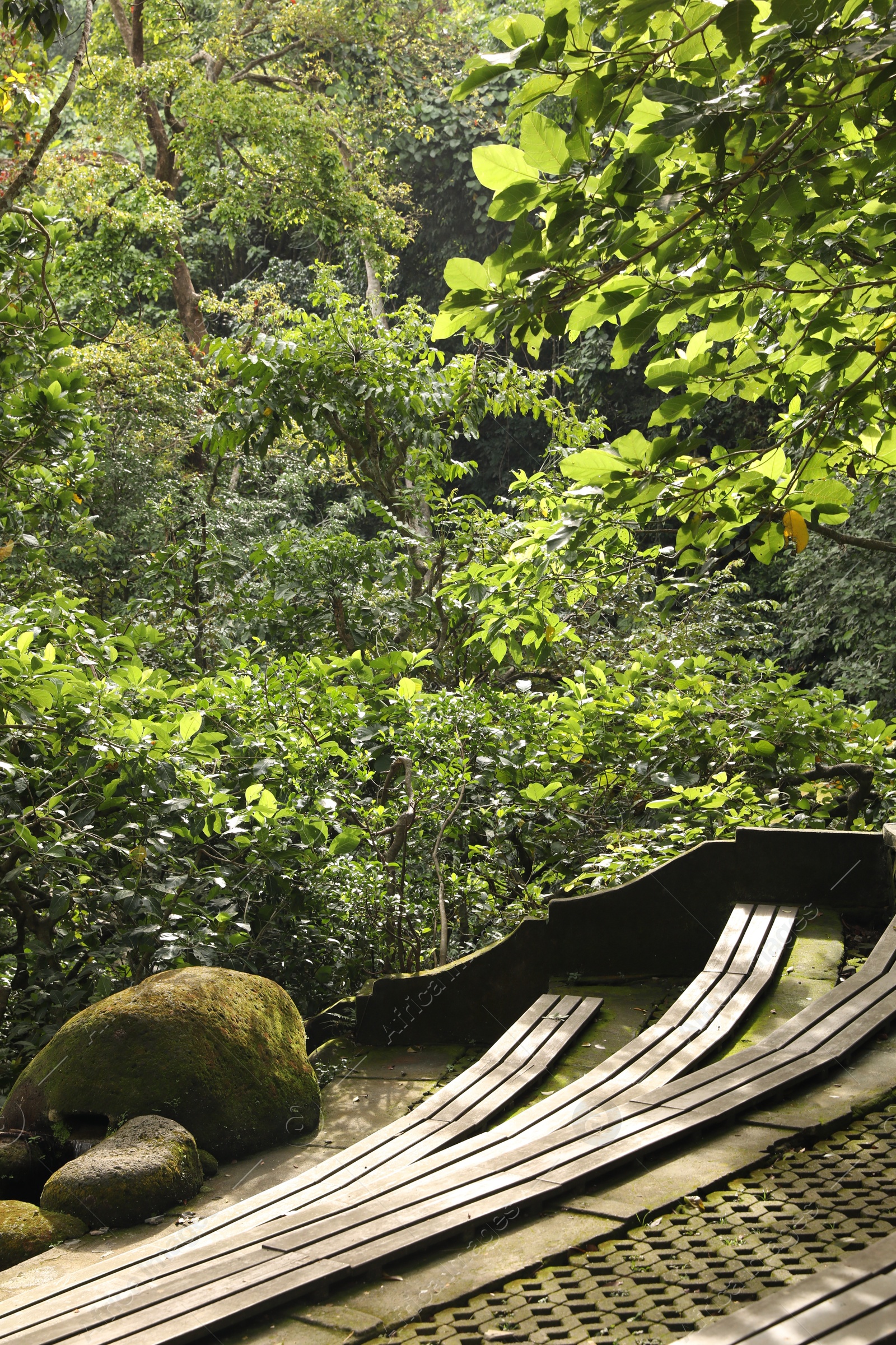 Wooden benches and lush tropical greenery in park Photo of Wooden benches and lush tropical greenery in park