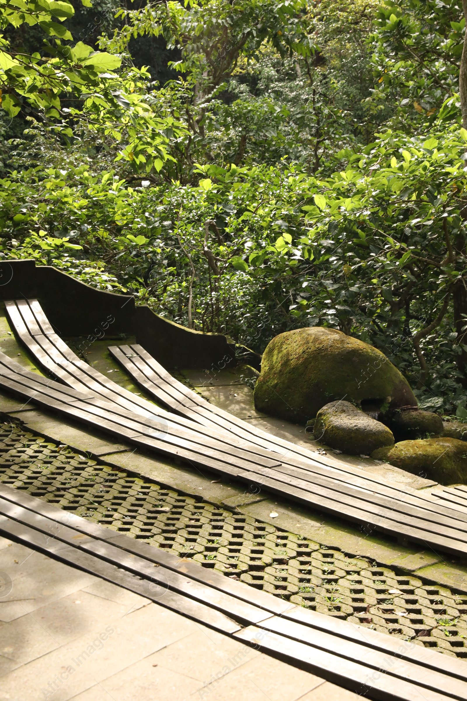 Wooden benches and lush tropical greenery in park Photo of Wooden benches and lush tropical greenery in park