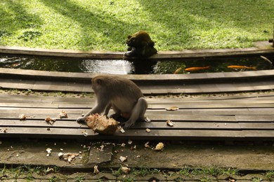 Photo of Cute monkey with jackfruit on wooden bench in park