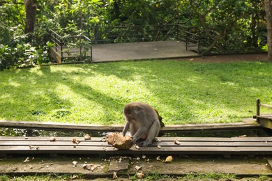 Photo of Cute monkey with jackfruit on wooden bench in park