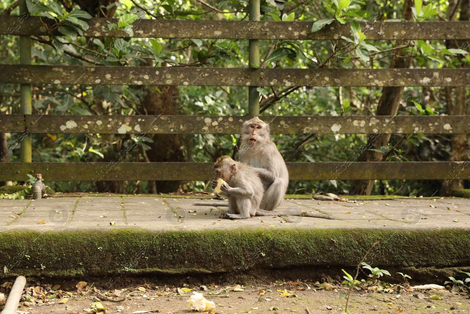 Cute monkeys sitting on concrete surface in park Photo of Cute monkeys sitting on concrete surface in park