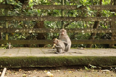 Photo of Cute monkeys sitting on concrete surface in park