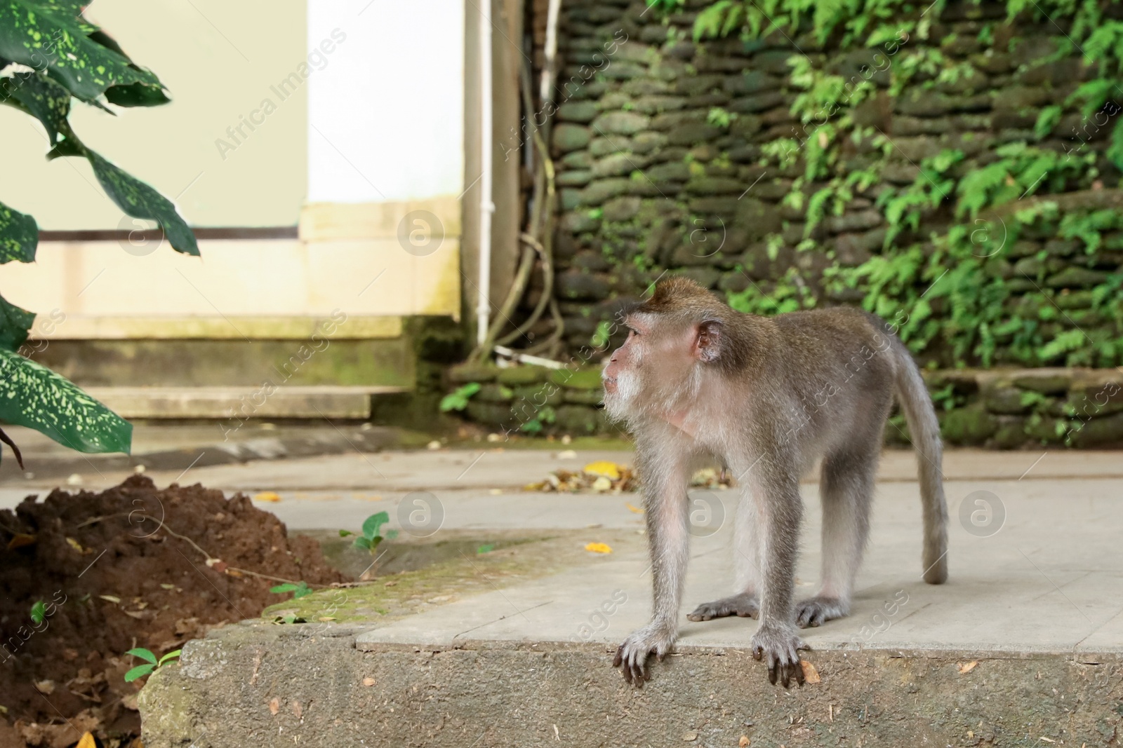 Cute monkey on concrete surface in park Photo of Cute monkey on concrete surface in park