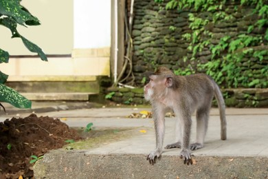 Photo of Cute monkey on concrete surface in park