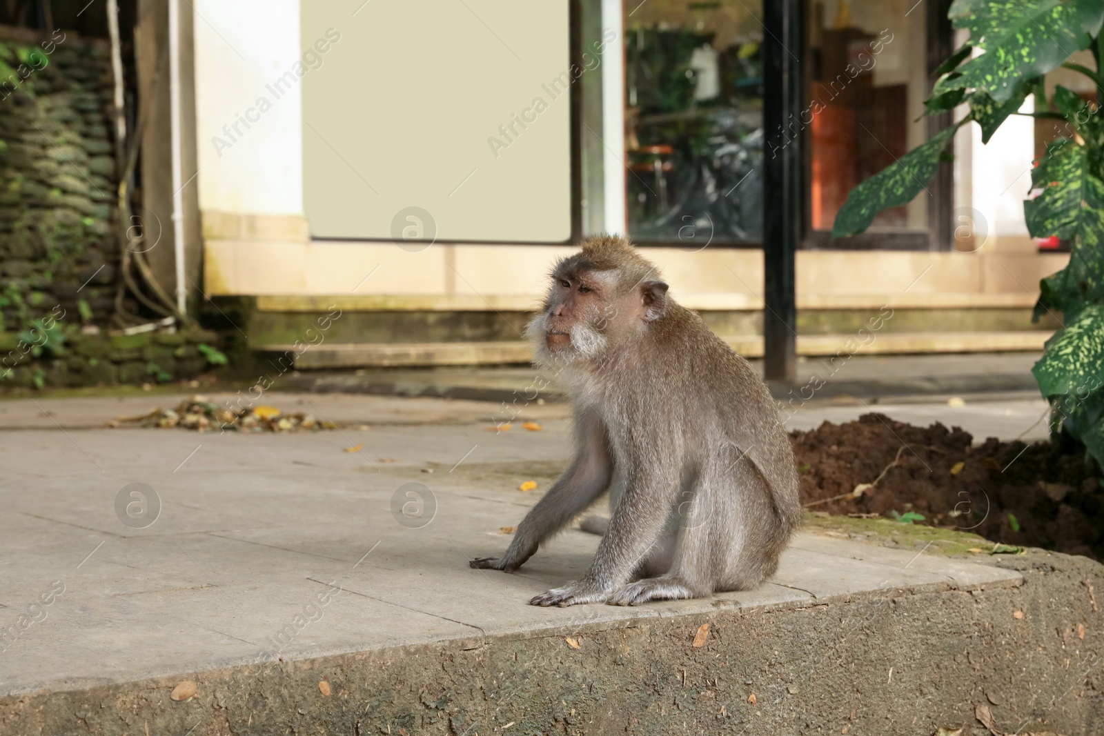 Cute monkey sitting on concrete surface in park Photo of Cute monkey sitting on concrete surface in park