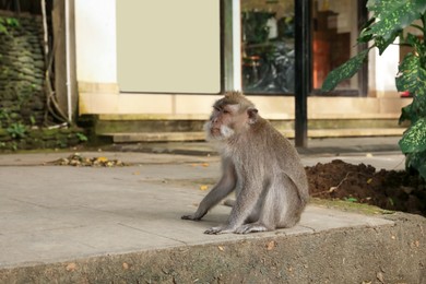 Photo of Cute monkey sitting on concrete surface in park