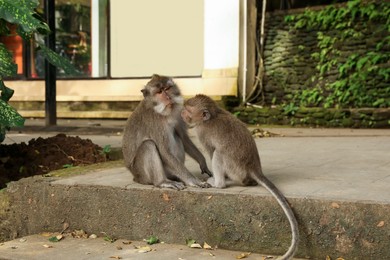 Photo of Cute monkeys sitting on concrete surface in park