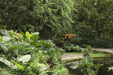 Photo of Beautiful lush tropical greenery and pond in park